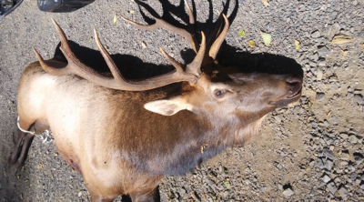 Oregon Bowhunter Gored by Bull Elk in Neck and Killed