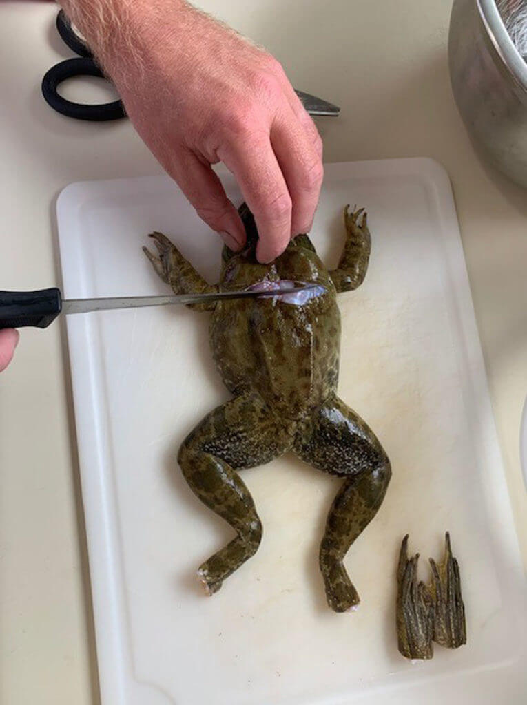 Frog Cleaning