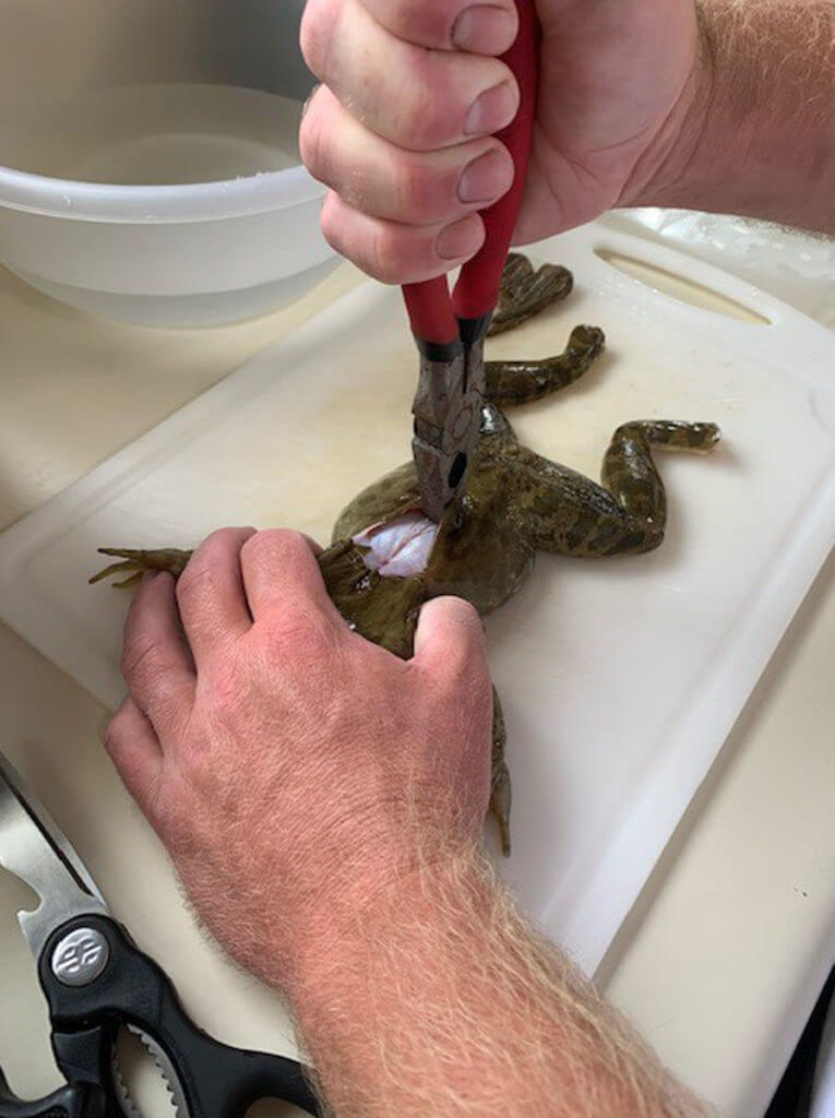 Frog Cleaning