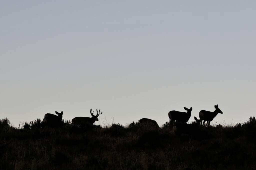 TAKE THE SHOT? A Big Muley On Restricted Land Tempts the Hunter - Presented by: Springfield Armory