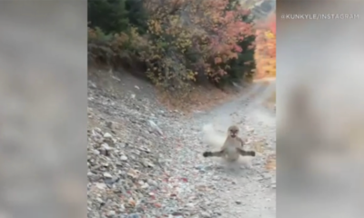 This Video of a Mountain Lion Chasing a Hiker is the Most Terrifying Thing You’ll See This Week