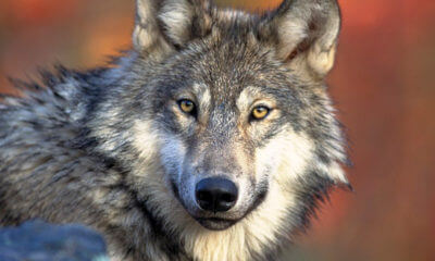USFWS: The Gray Wolf Has Recovered in Lower 48, Will Be Taken Off Endangered Species List