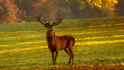 Czech Deer Steals Rifle as Game Becomes More Popular