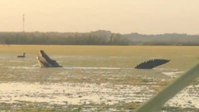 WATCH: 'Dinosaur-Sized' Alligator Casually Claims Ducks from Hunters