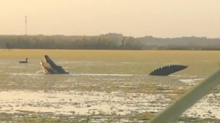 WATCH: 'Dinosaur-Sized' Alligator Casually Claims Ducks from Hunters