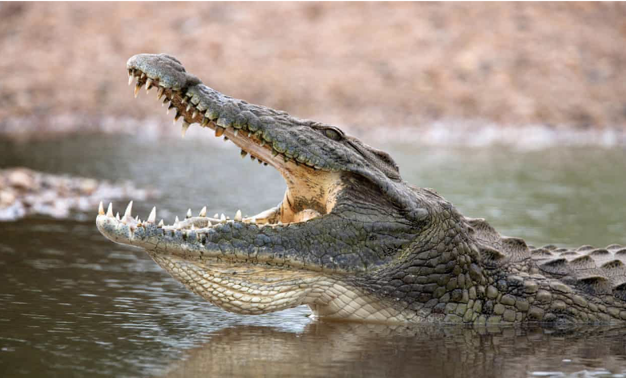 Don't Go Into the Swamp: Crocodiles and the Japanese Type 99 Rifle