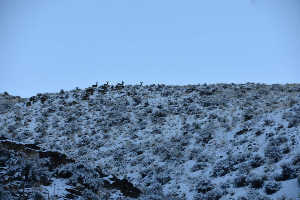 In the Woods: December Archery Deer Hunt in Idaho Part 3 of 3