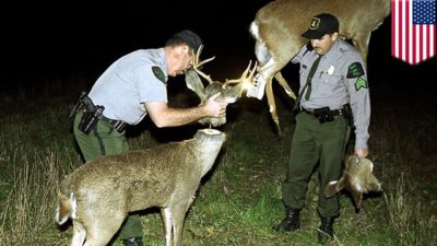Kentucky Wildlife Officials Use Robo-Deer to Catch Poachers
