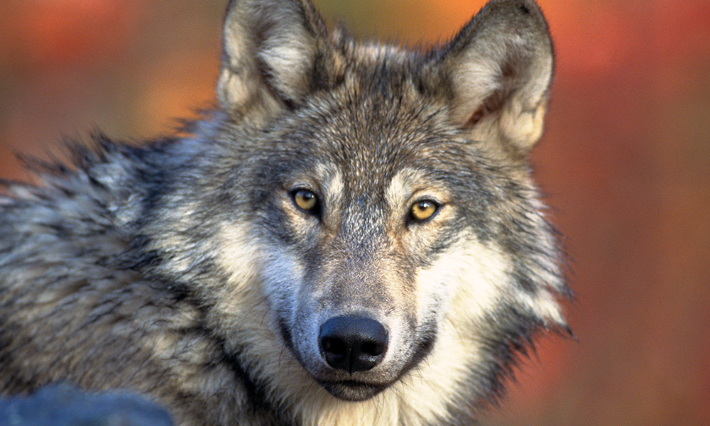 Idaho Passes a Bill That Could Reduce the Wolf Population by 90%