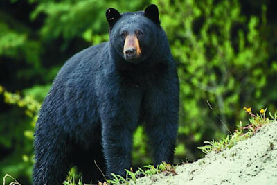 Missouri Announcing First Black Bear Season This Fall