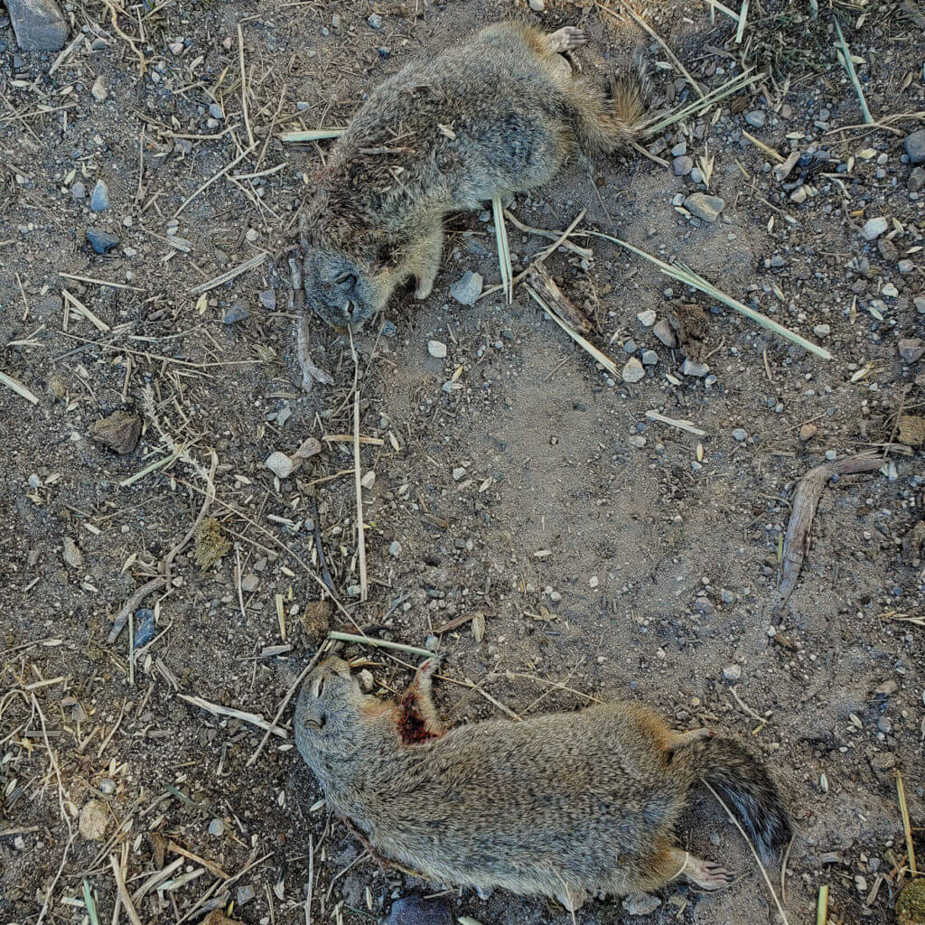 10 Tips for Ground Squirrel Annihilation