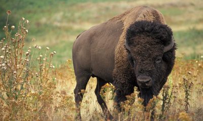 Want to Hunt Bison? The National Park Service is Looking for Volunteers