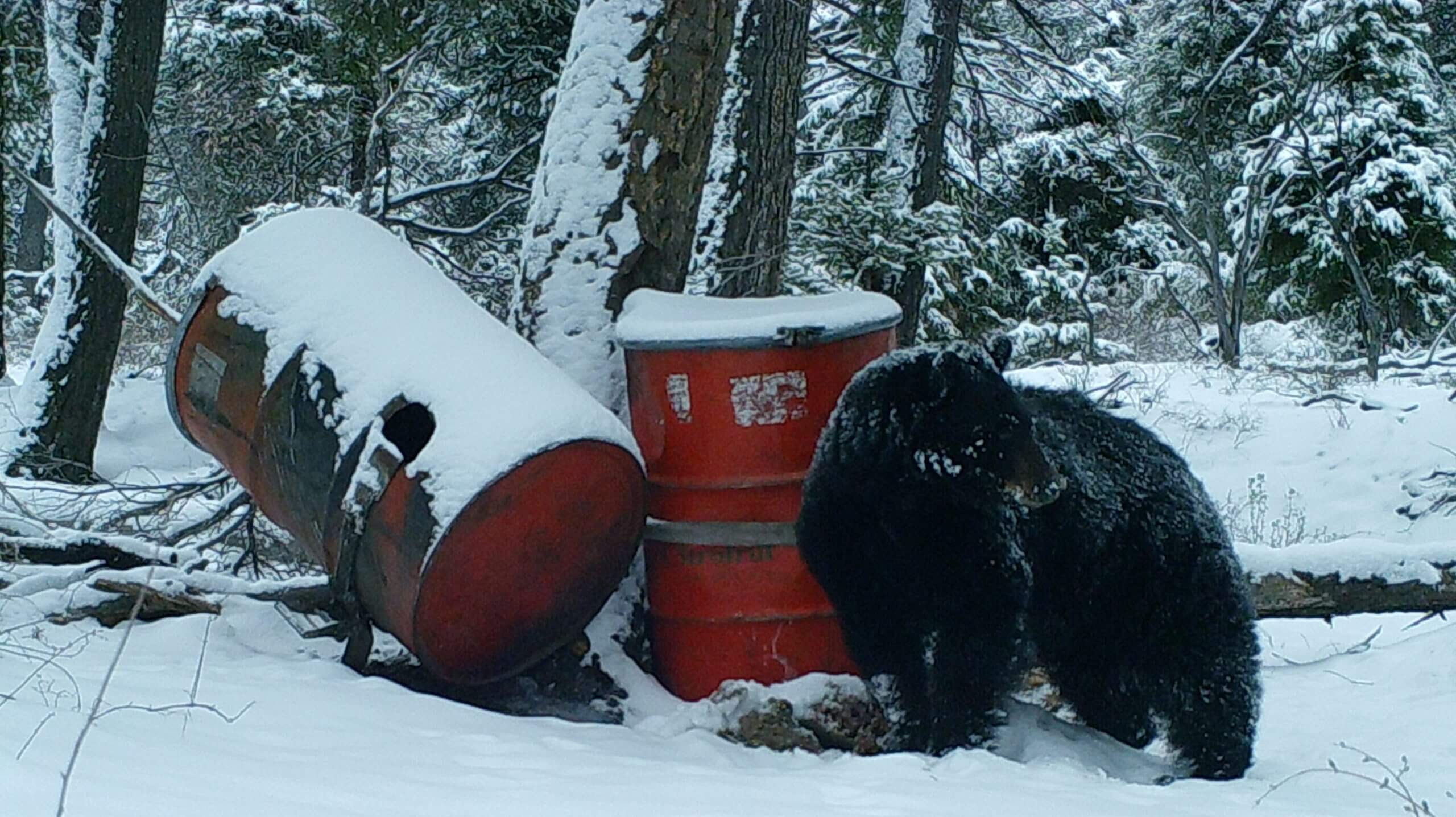 5 Tips For Baiting Bears