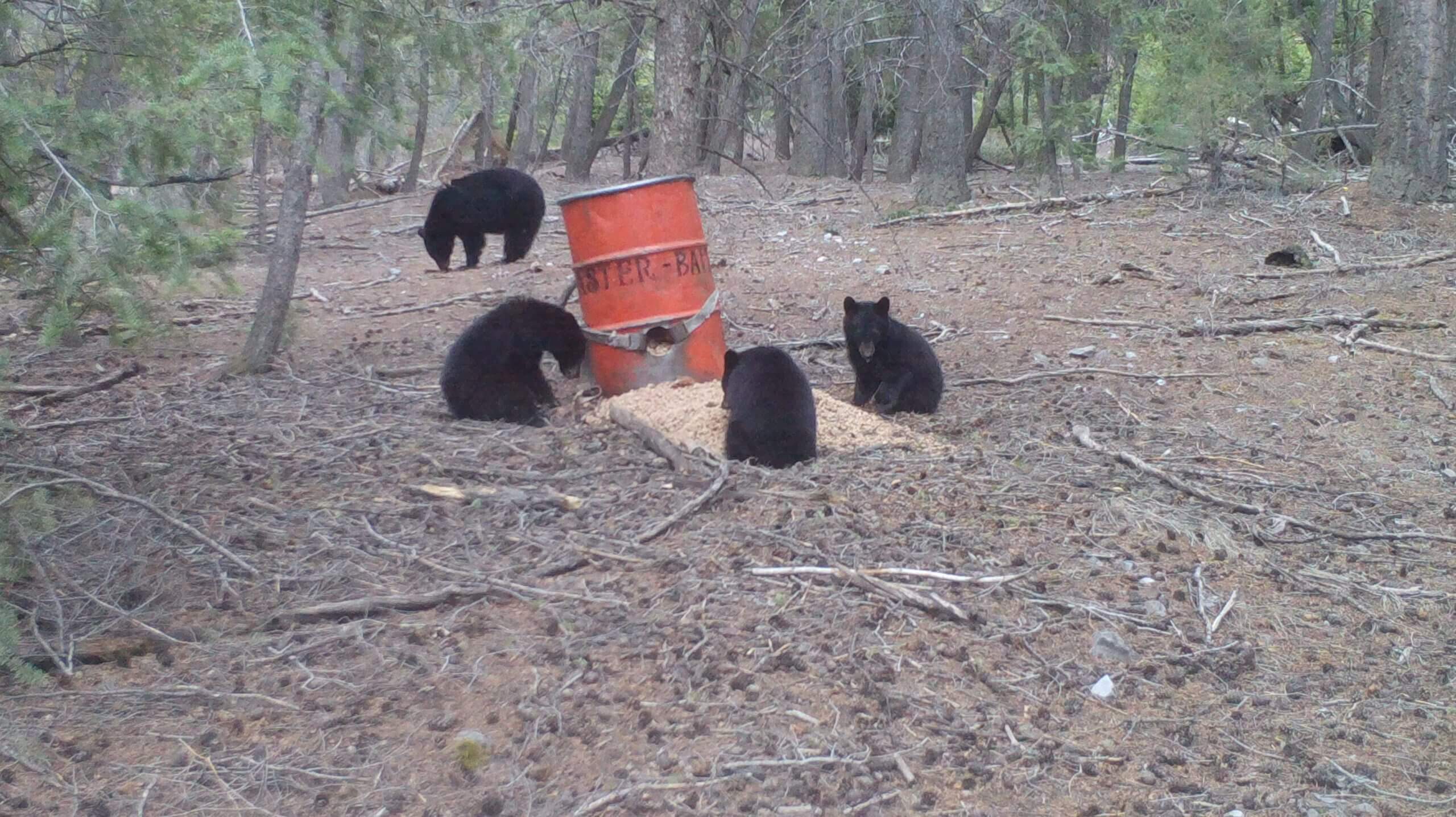 5 Tips For Baiting Bears