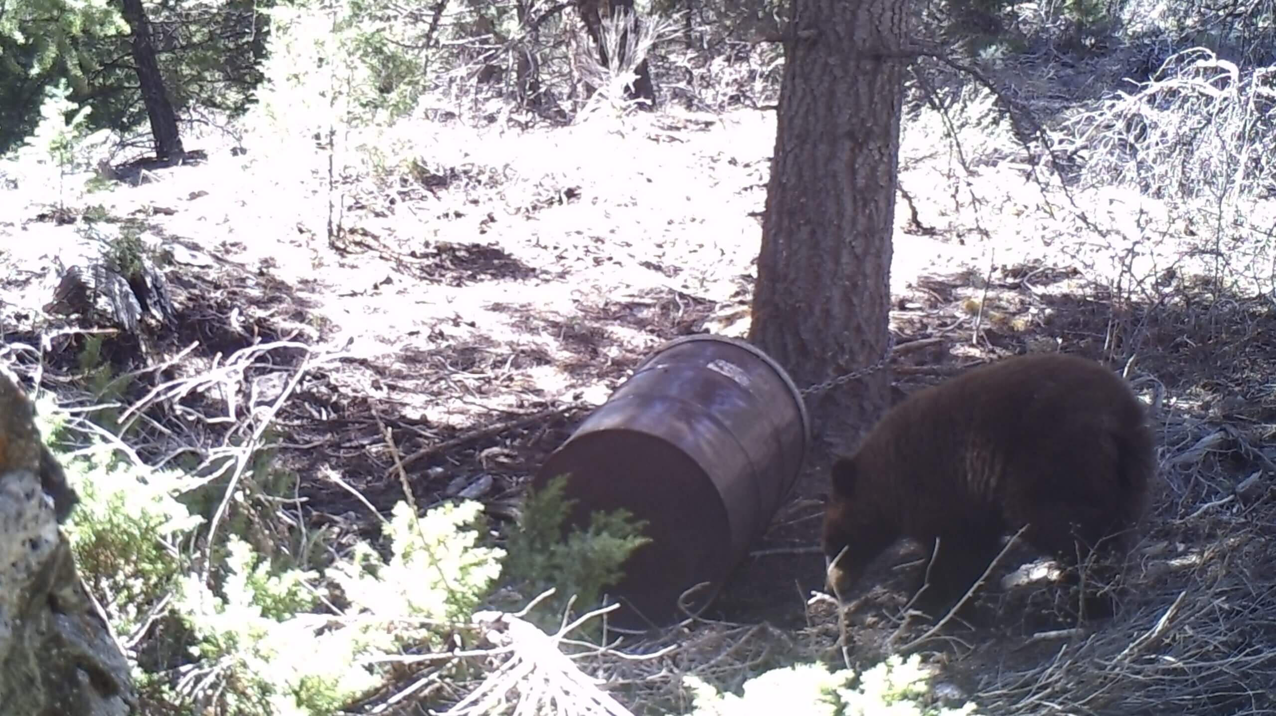 5 Tips For Baiting Bears