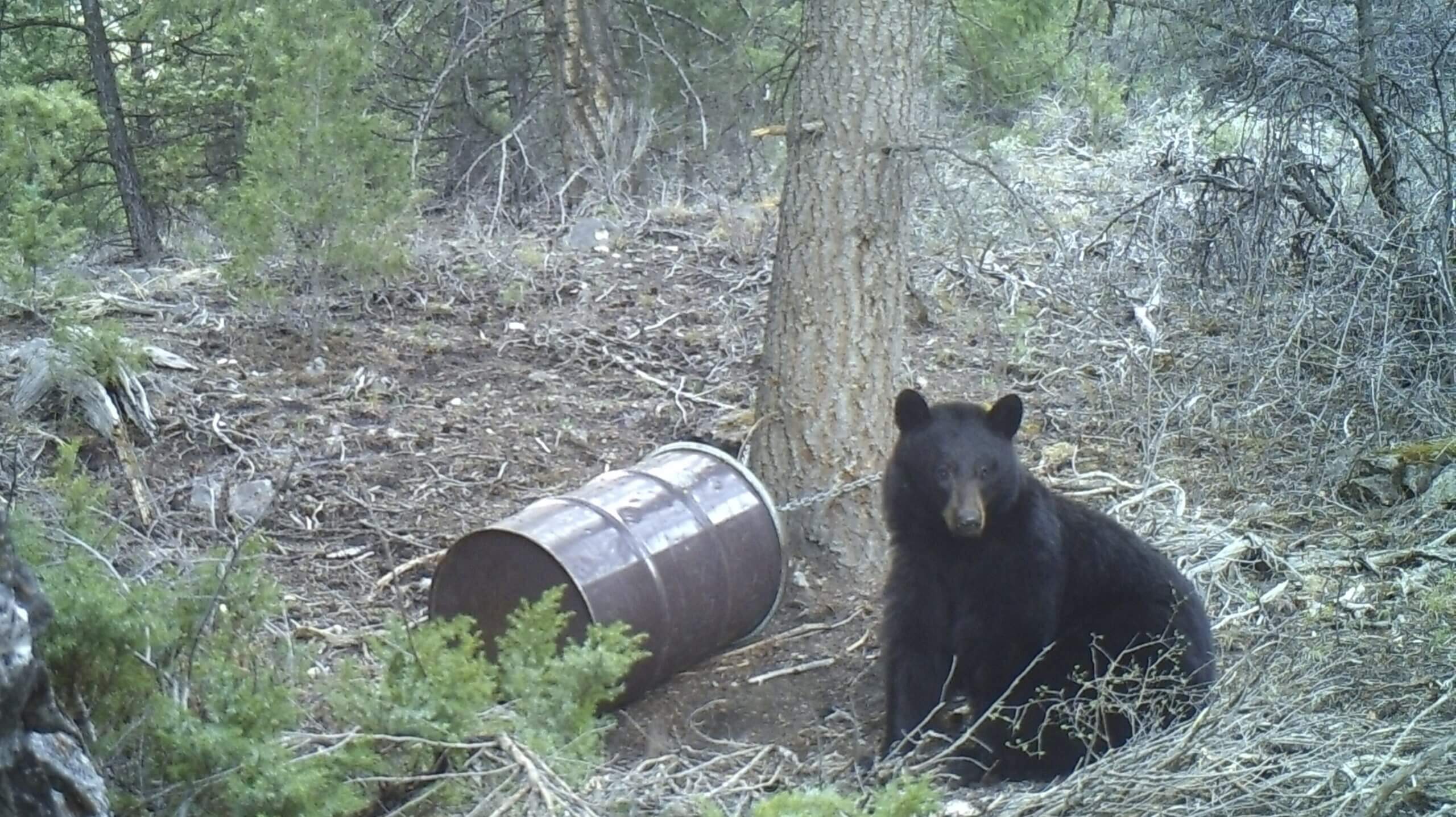 5 Tips For Baiting Bears