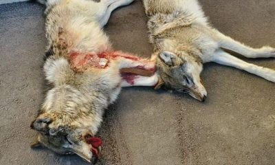Montana Hunters Cited, Fined for Killing Two Wolves from a Helicopter