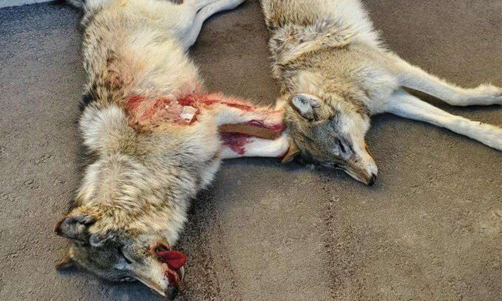 Montana Hunters Cited, Fined for Killing Two Wolves from a Helicopter