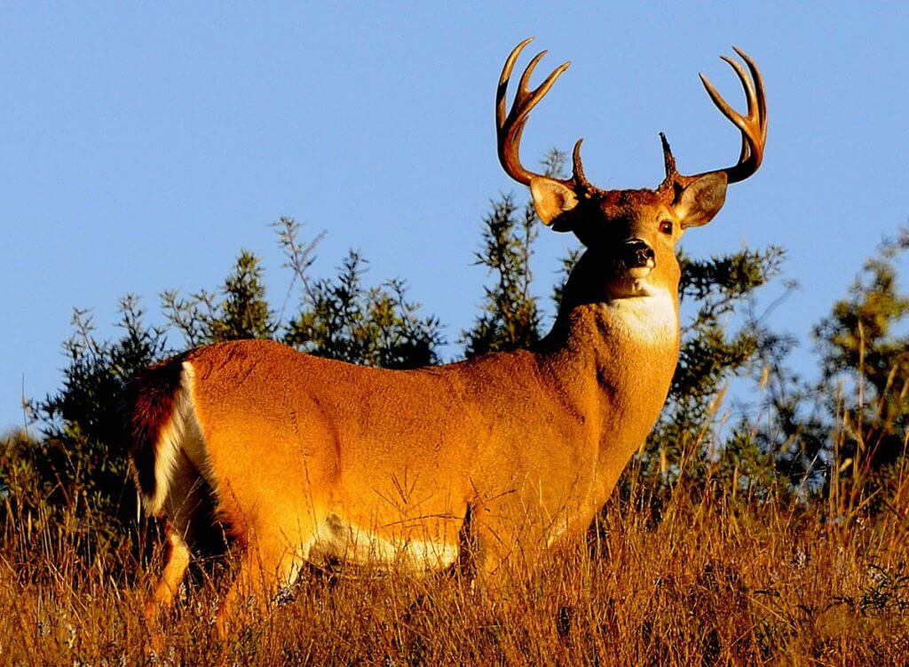 Take the Shot? A Rutting Texas Whitetail Offers a Challenging, Head-on Shot - Presented by Springfield Armory