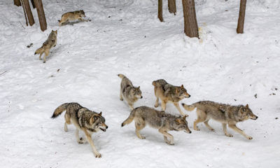 Who Should Decide How to Manage Wolves?
