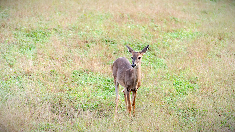 South Carolina Hunters Win Hunting Licenses for Life for Catching Coyotes