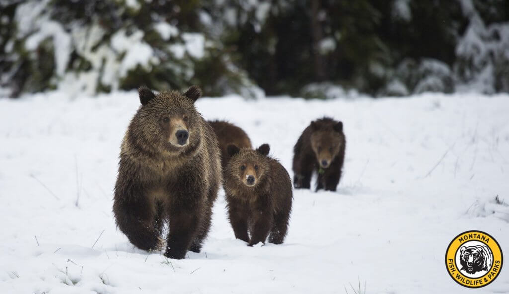 Cyclist Killed in Grizzly Bear Attack