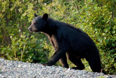 New Jersey: No Black Bear Hunt in 2021