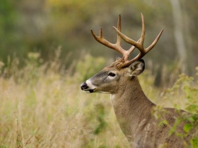 Advocacy Groups Look to End Deer Farming in Minnesota