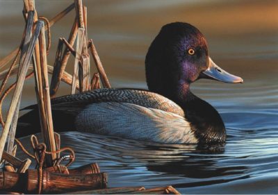 Federal Duck Stamps Drop Hunting Theme Requirements