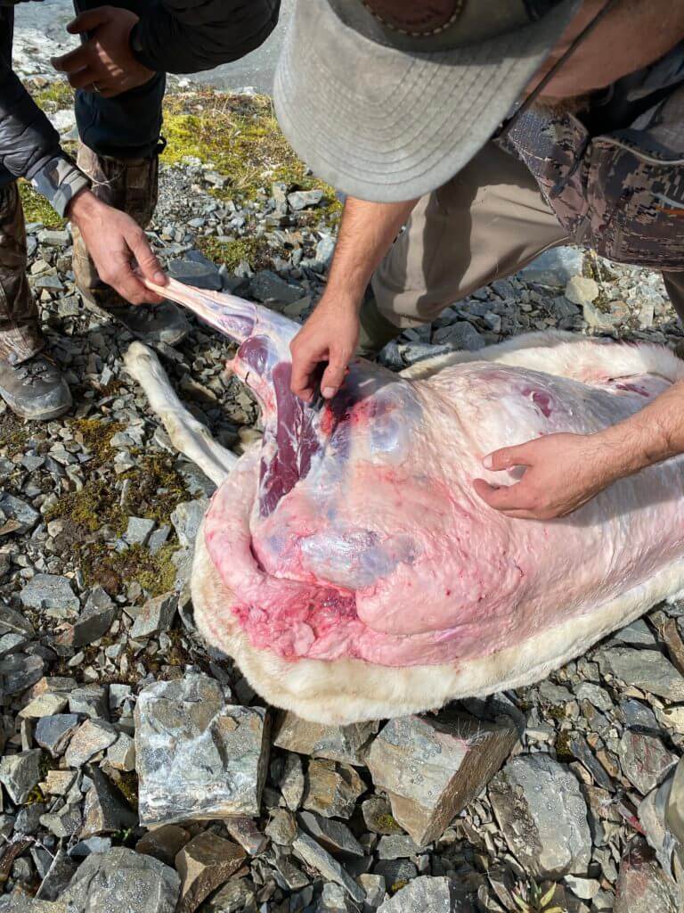 Dorsal Caping Your Trophy In the Field