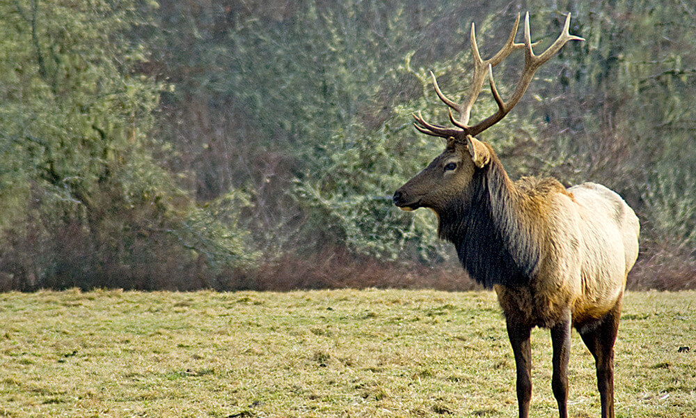 Ballot Initiatives in Oregon and Florida Would Ban Hunting, Fishing, Game Preserves