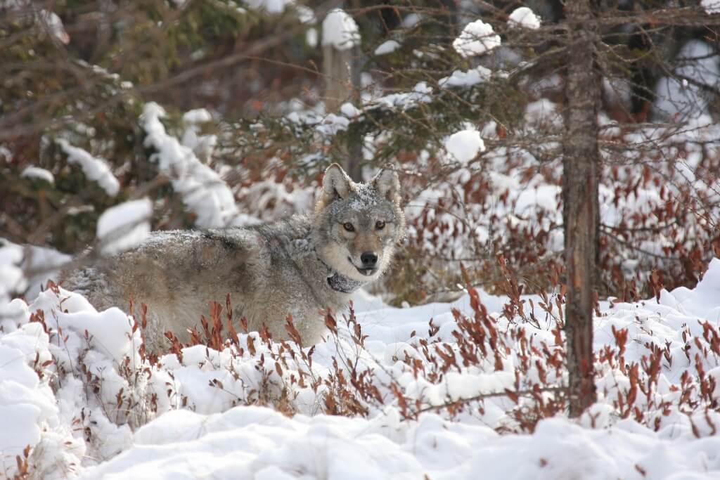 Wisconsin Committed to 2021 Wolf Hunt