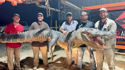 Mississippi Hunters Hook Massive 787-Pound Alligator