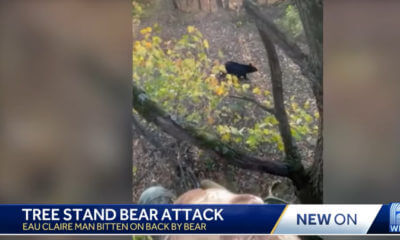 Wisconsin Whitetail Hunter Gets Bitten by Black Bear in Tree Stand