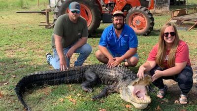 Arkansas Hunters Harvest Near-Record Number of Alligators This Year