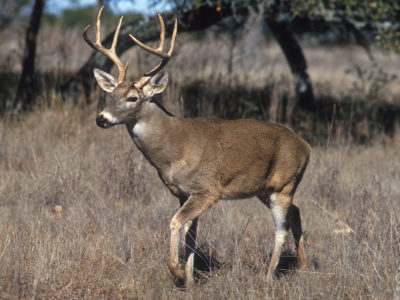 Wisconsin Authorities Arrest Illinois Man for Shining, Poaching Deer