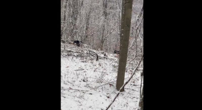 WATCH: Pennsylvania Hunter’s Buck Gets Eaten by Four Black Bears