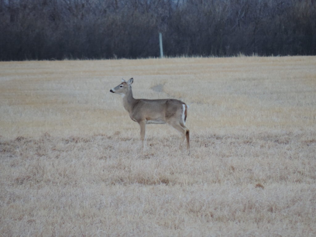 The Reality of Chronic Wasting Disease