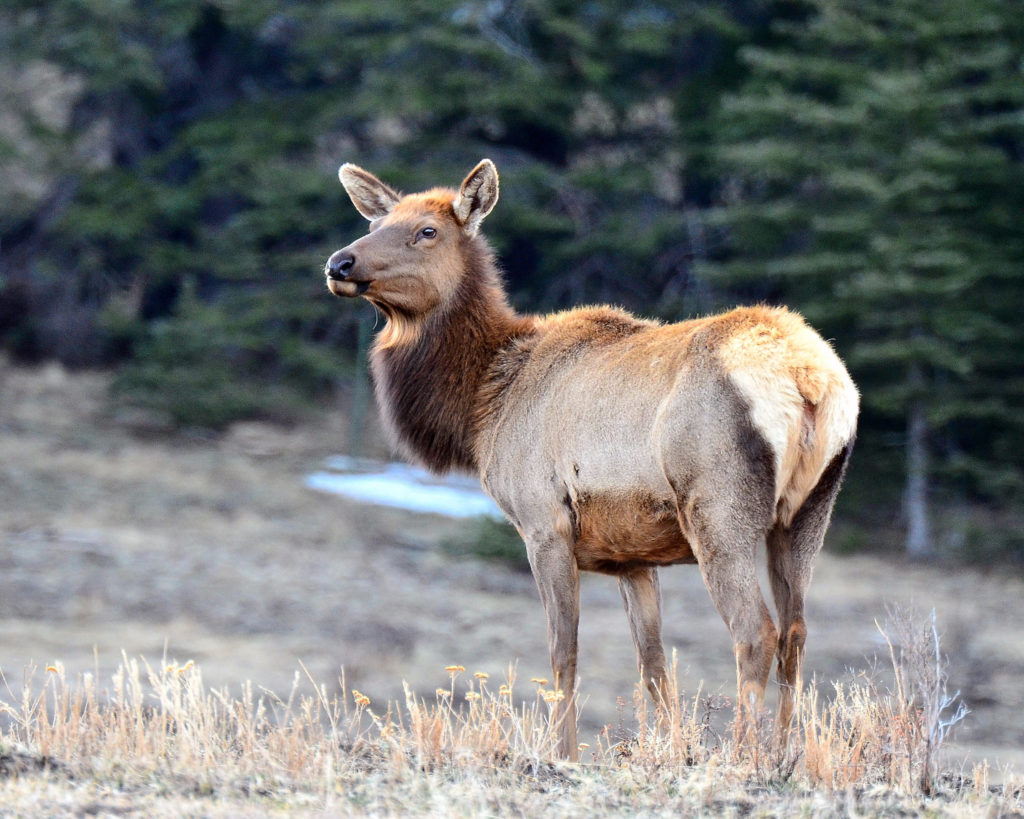 Canadian Man Fined ,000, Banned from Hunting for 8 Years for Illegal Elk Kills