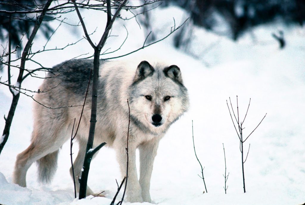 Michigan Rabbit Hunter's Dog Bit by Wolf