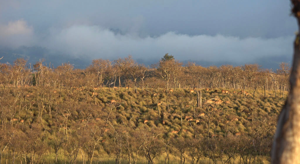 Offshore Hunting Paradise - Free Range Hunt-Cationing in the Hawaiian Islands