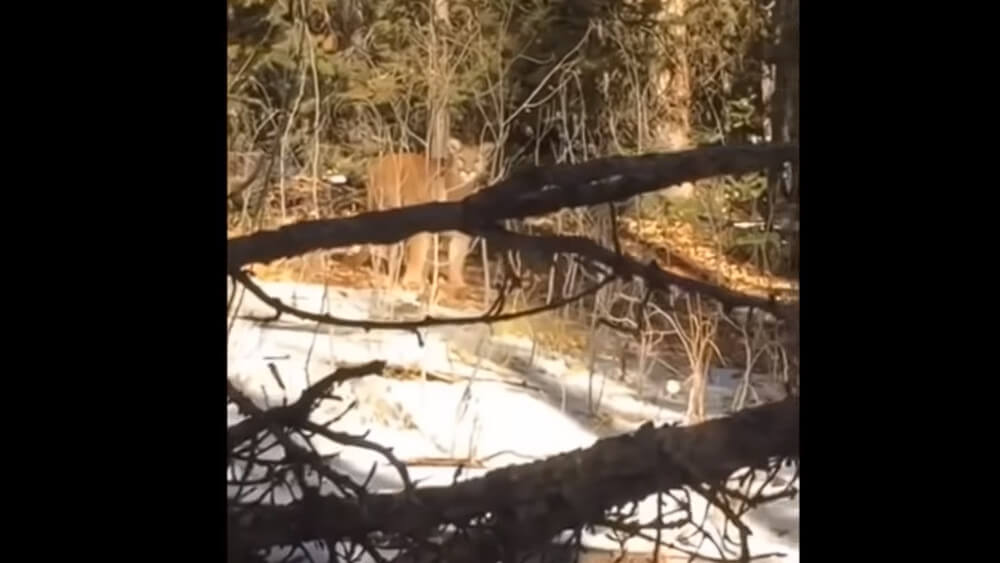 Flashback to 2020 Showcases Harrowing Encounter with Mountain Lion