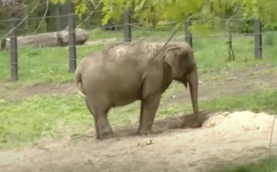 NY Judges Irritated Of Antihunting Group's Claims That 'Happy The Elephant' is a Human