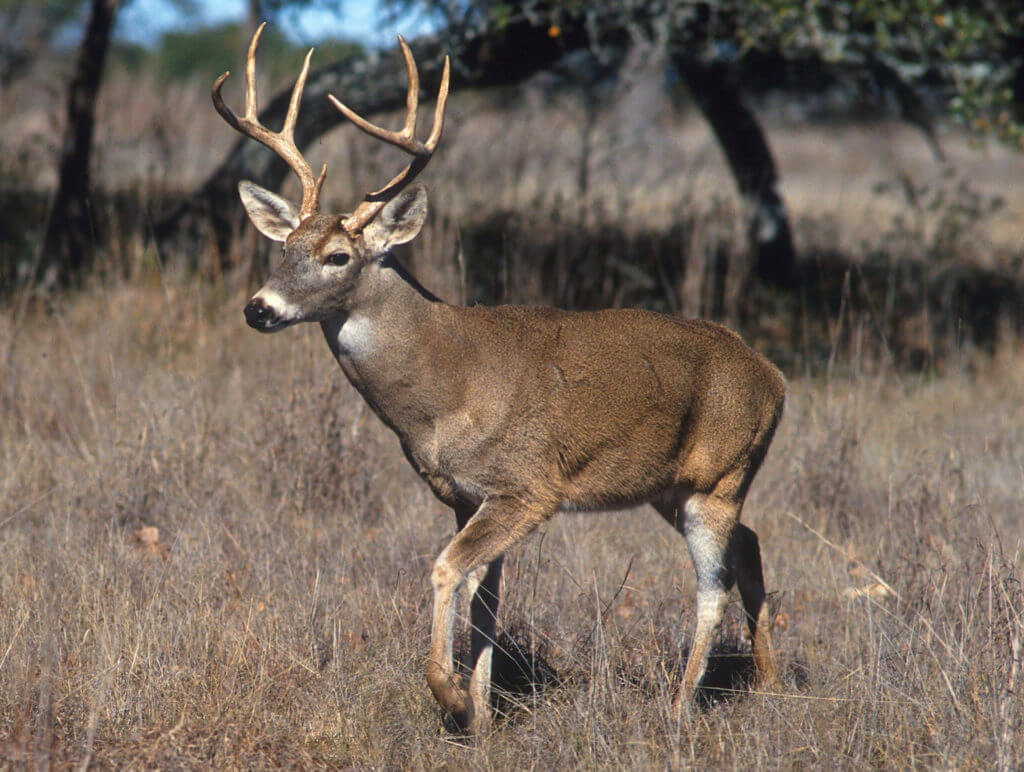 New Jersey Legislation Would Restrict Hunting on Private Property