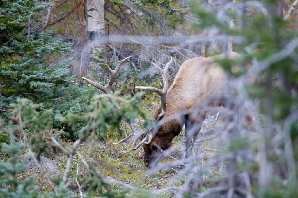 TAKE THE SHOT? After 24 years, a hunter finally draws a Limited Entry elk tag. A big bull comes to the call and stops head-on. Should he take the shot? - Presented by: Badlands