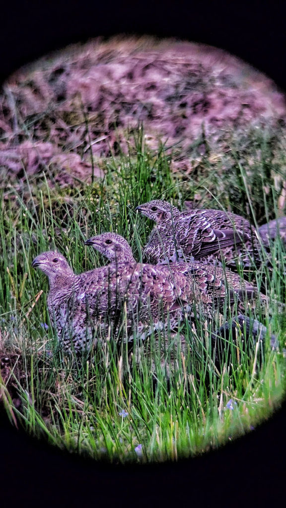 10 Reason's why the On Glass Adapter is Currently My Favorite Digiscoping Device