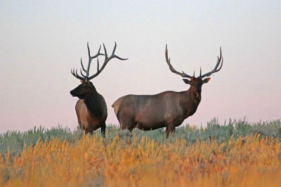 Utah Wildlife Officials Propose New Elk Management Plan, Changes to Elk Hunting