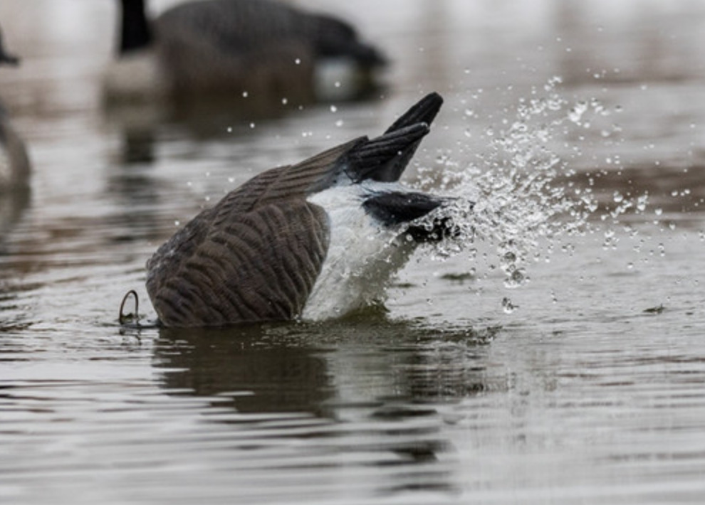 Lucky Duck's New Goose Agitator