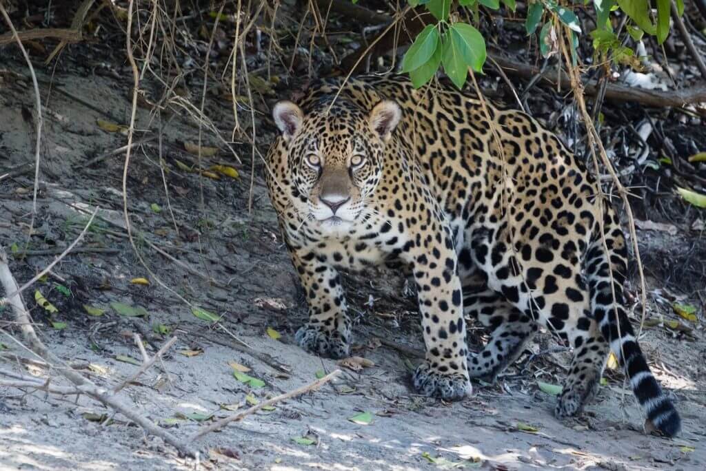 Jaguar Population to Make a Comeback in U.S.?