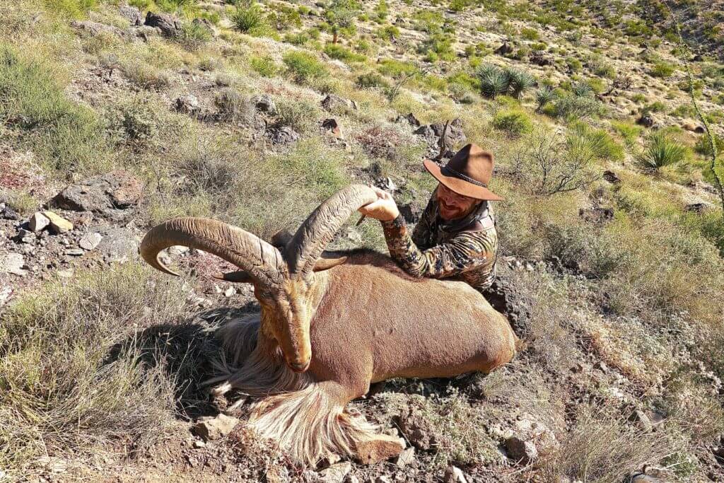 TAKE THE SHOT: AOUDAD FOR TWO